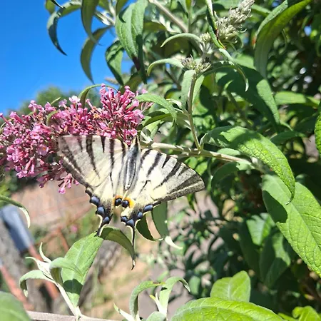 Tarnapartman * Sirok