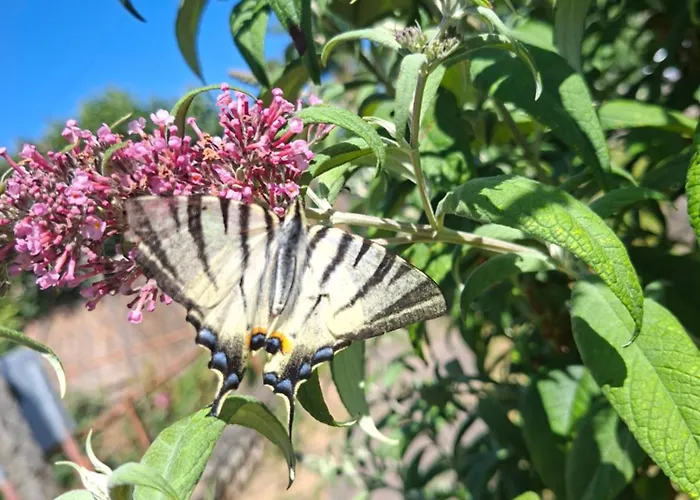 Tarnapartman * Sirok